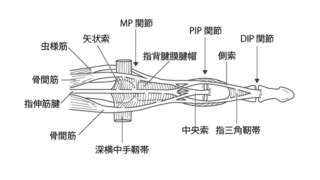 指 節|指節間関節の解剖と運動：基本情報のまとめ 